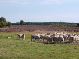 IMGP3179-Styr-paa-flokken